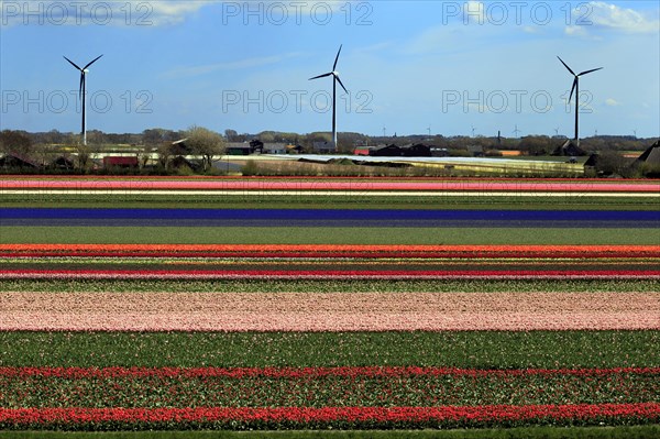 Blooming tulip field (Tulipa) in Alkmaar with windmills