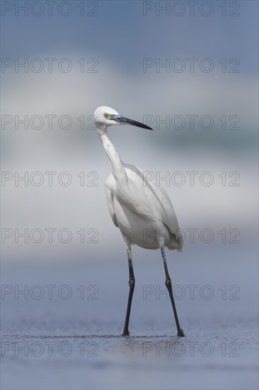 Little Egret (Egretta garzetta)