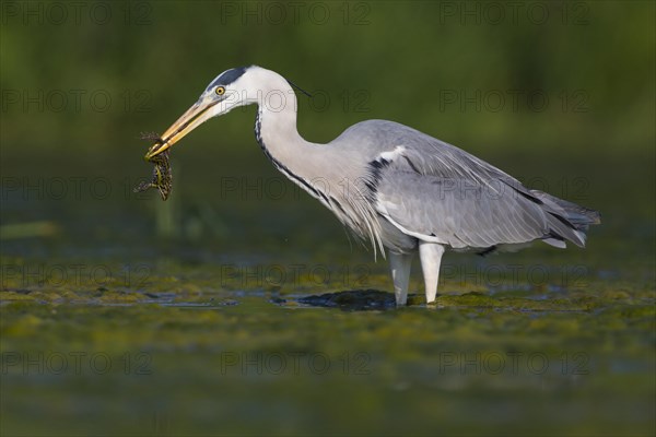 Grey Heron (Ardea cinerea)