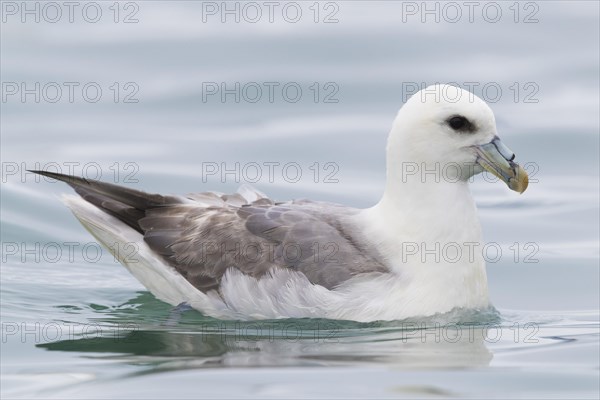 Northern Fulmar (Fulmarus glacialis audubon)