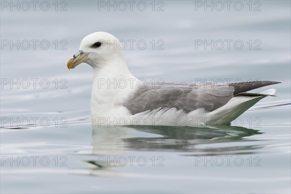 Northern Fulmar (Fulmarus glacialis audubon)