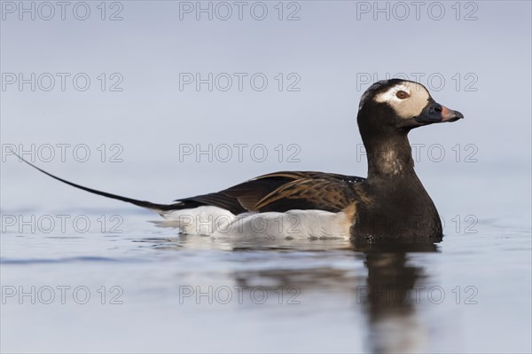 Long-tailed duck (Clangula hyemalis)