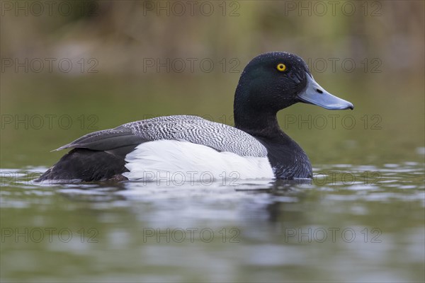 Greater Scaup (Aythya marila)