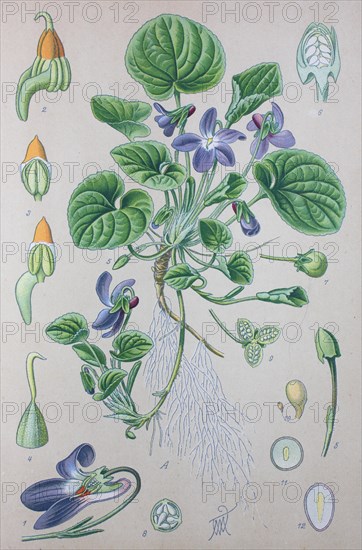 Wood violet (Viola odorata)