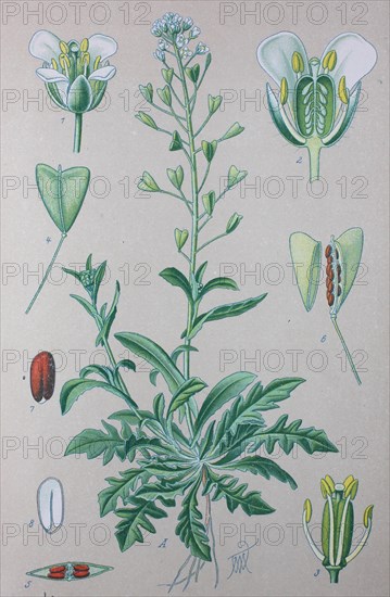 Shepherd's purse (Capsella bursa-pastoris)