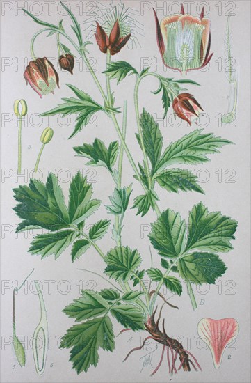 Water avens (Geum rivale)