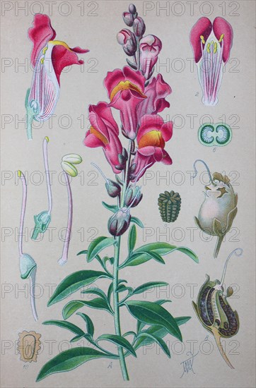 Common snapdragon (Antirrhinum majus)