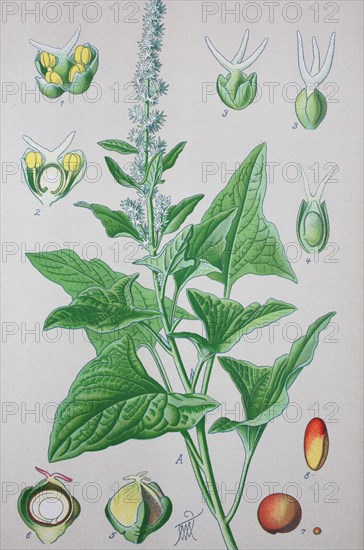 Good-King-Henry (Blitum bonus-henricus)