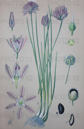 Chives (Allium schoenoprasum)