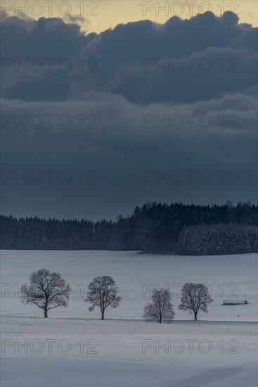 Trees in wintry landscape with dramatic sky