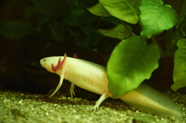 Axolotl (Ambystoma mexicanum) in a aquarium