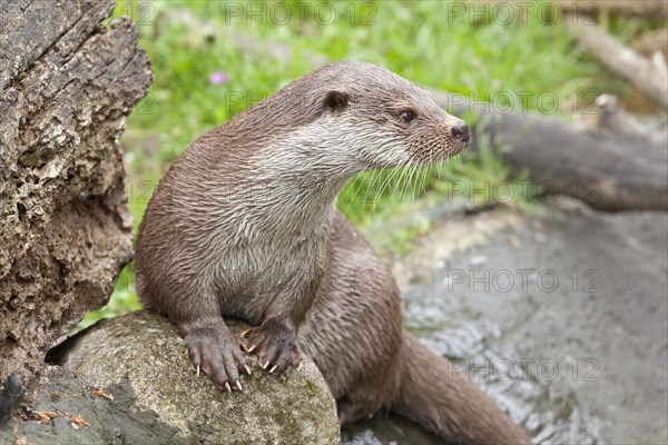 Otter (Lutra lutra)