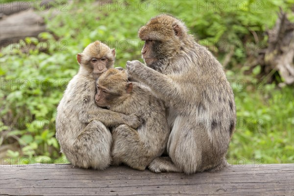 Barbary macaques (Macaca sylvanus) picking fleas from each other