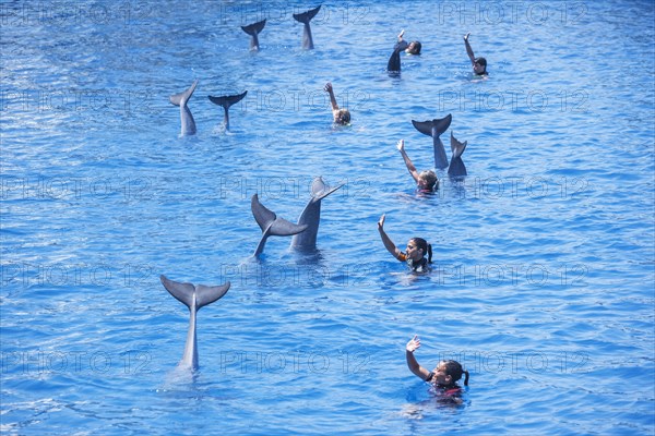 Dolphins and their instructors