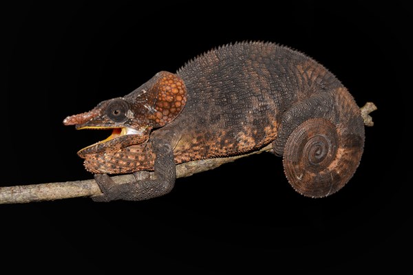 Male short-horned chameleon (Calumma brevicornis)