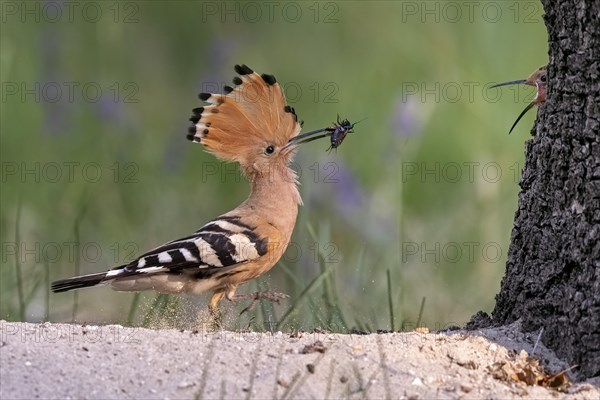 Hoopoe (Upupa epops)