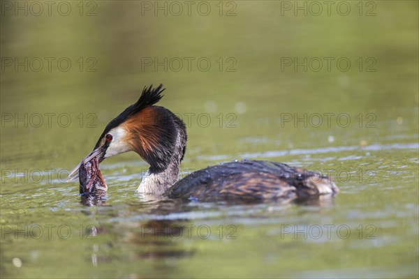 Great Crested Grebe (Podiceps cristatus) with European Crayfish (Astacus astacus)