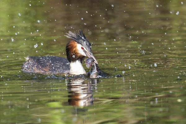 Great crested grebe (Podiceps cristatus) with European crayfish (Astacus astacus) in water