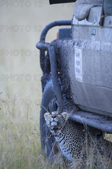 Leopard (Panthera pardus)