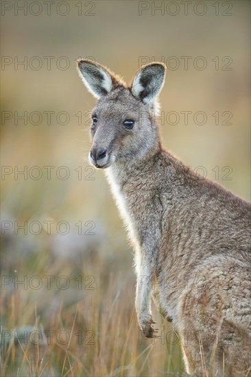 Eastern grey kangaroo (Macropus giganteus)