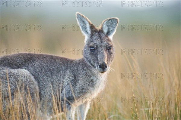 Eastern grey kangaroo (Macropus giganteus)