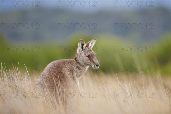 Eastern grey kangaroo (Macropus giganteus) in high grass