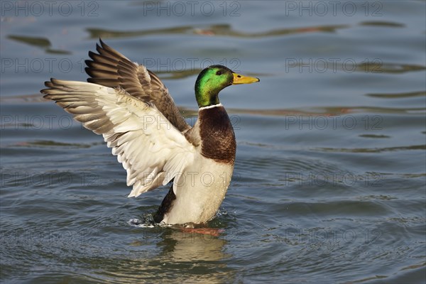 Mallard (Anas platyrhynchos) drake shaking the wings