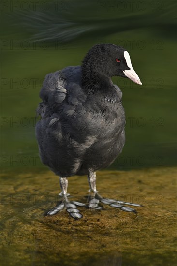 Common coot (Fulica atra)