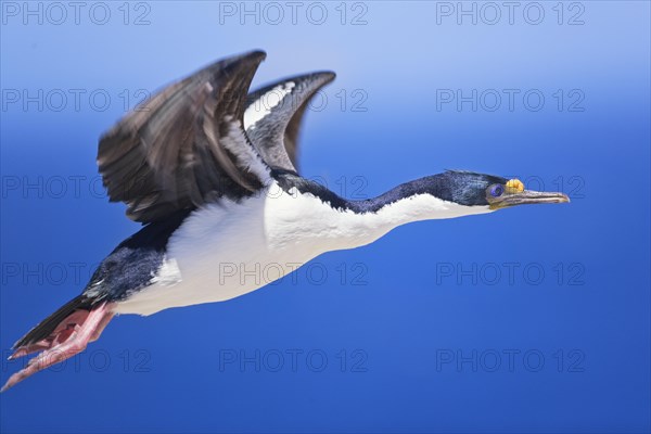 King Cormorant (Phalacrocorax atriceps) in flight