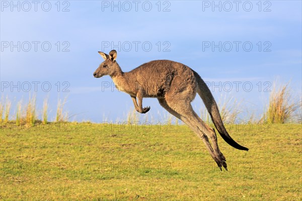 Eastern grey kangaroo (Macropus giganteus)