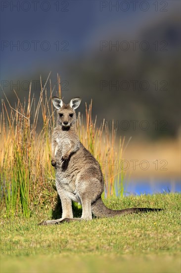 Eastern grey kangaroo (Macropus giganteus)