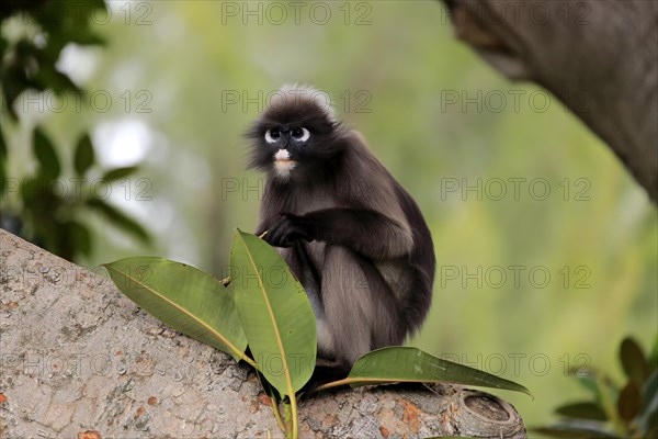 Dusky leaf monkey (Trachypithecus obscurus)