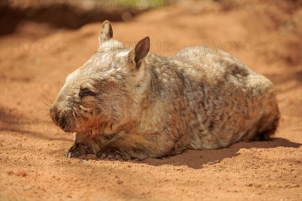 Southern hairy-nosed wombat (Lasiorhinus latifrons)