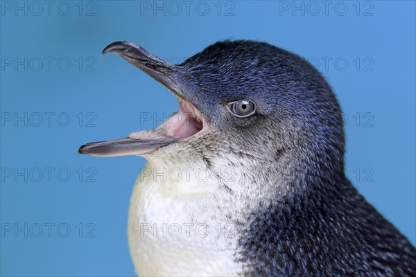 Little penguin (Eudyptula minor)