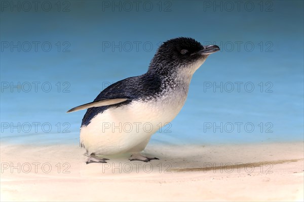 Little penguin (Eudyptula minor)