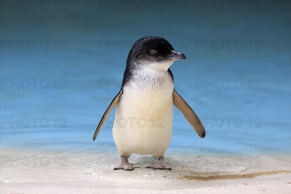 Little penguin (Eudyptula minor)