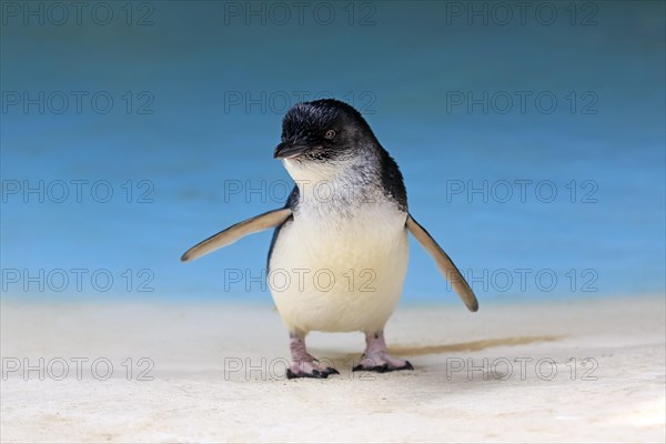 Little penguin (Eudyptula minor)