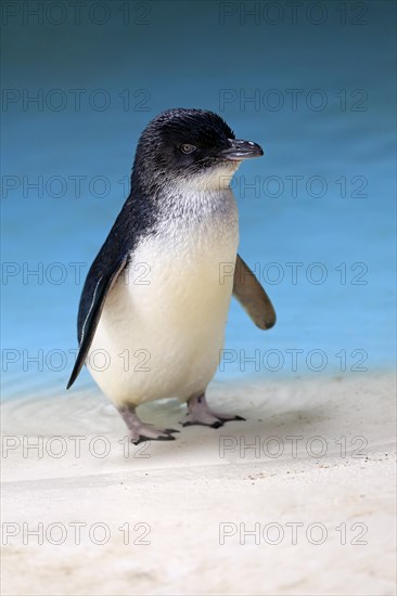 Little penguin (Eudyptula minor)