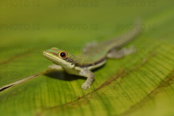 lined day gecko (Phelsuma lineata) on leaf