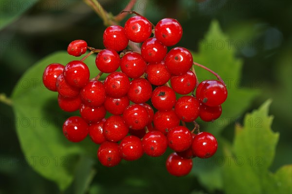 Guelder rose (Viburnum opulus)