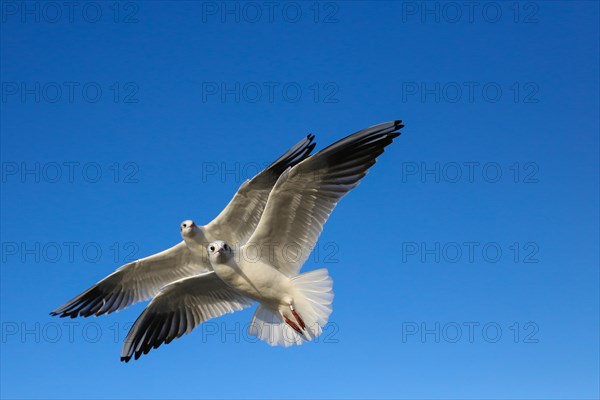 Black-headed gulls (Chroicocephalus ridibundus) in flight