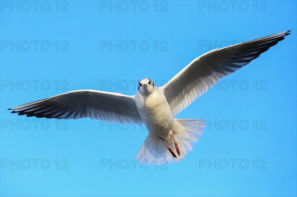 Black-headed gull (Chroicocephalus ridibundus) in flight