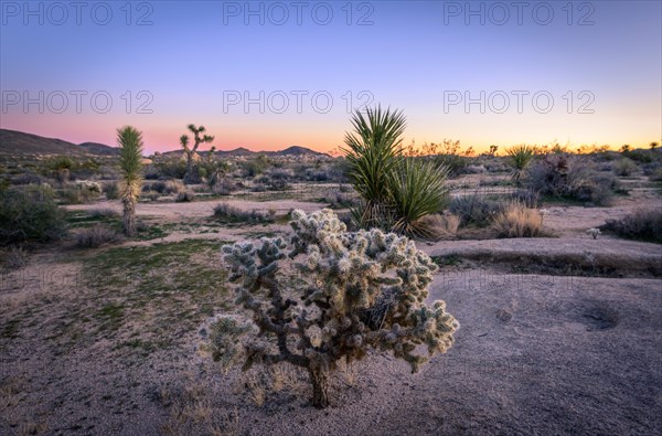 Desert Landscape with Teddy-bear cholla (Cylindropuntia bigelovii) at Sunset