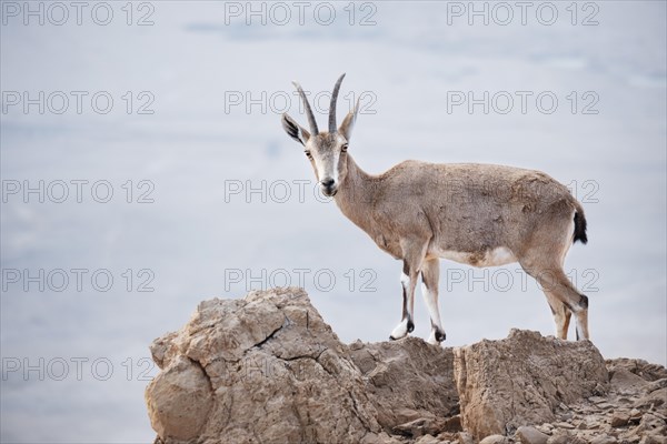 Nubian ibex (Capra nubiana) stands on rock