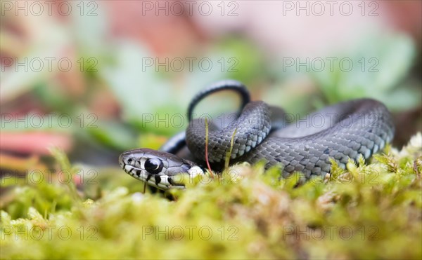 Young grass snake