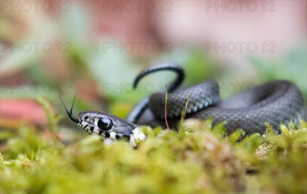 Young grass snake