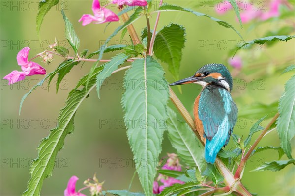 Common kingfisher (Alcedo atthis)