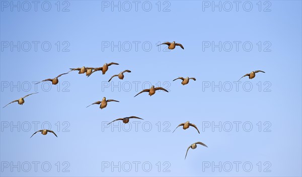 Burchell's sandgrouses (Pterocles burchelli)