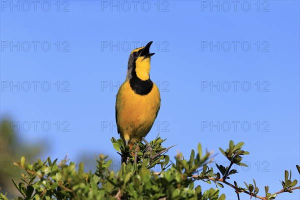 Yellow-throated Longclaw (Macronyx croceus)