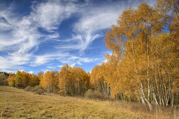 Birches (Betula) in autumn